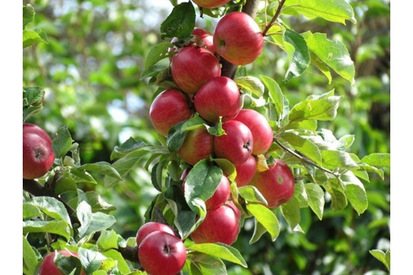 Apple Pressing