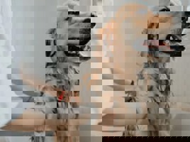 Pet Grooming