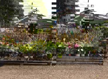 Moyness Nurseries & Garden Centre