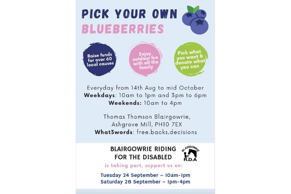 Pick your own blueberries